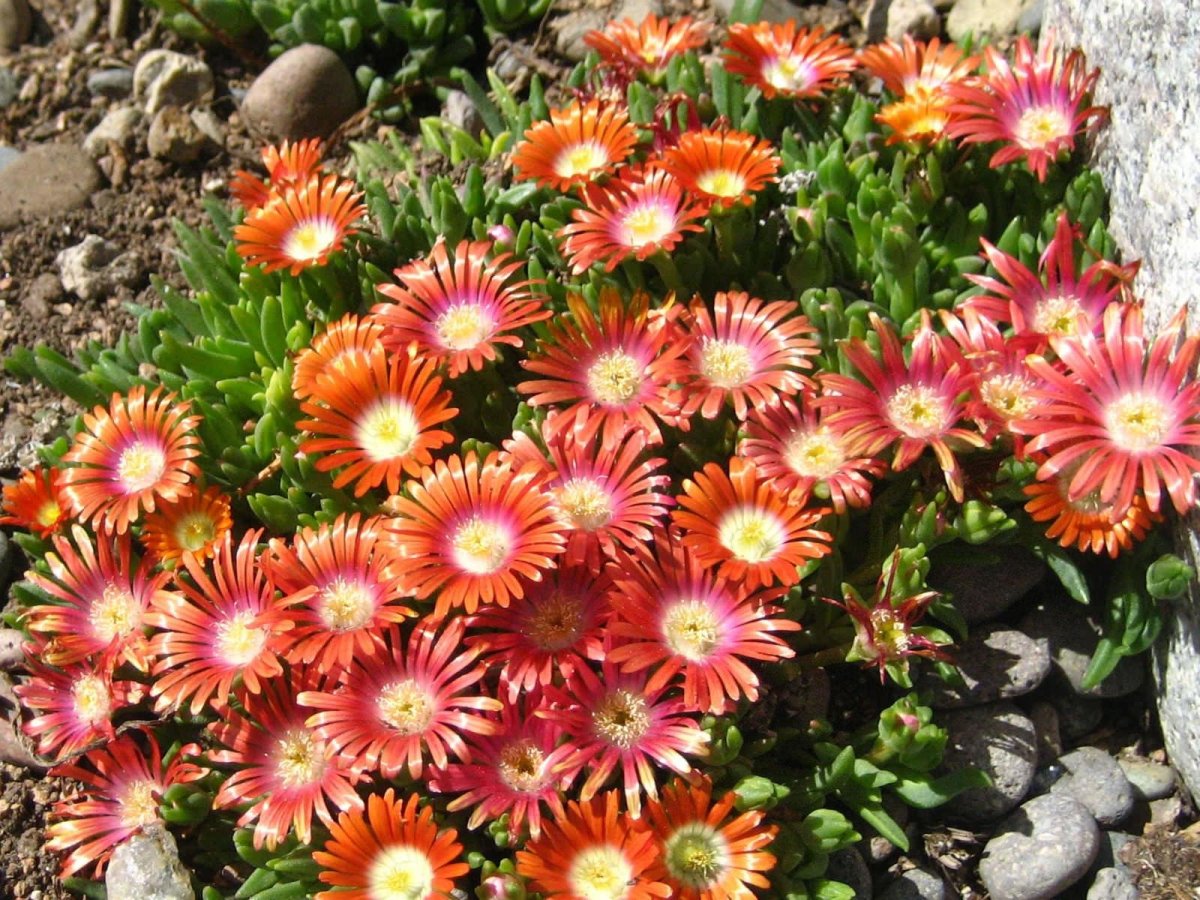 Делосперма Купера (Delosperma cooperi)