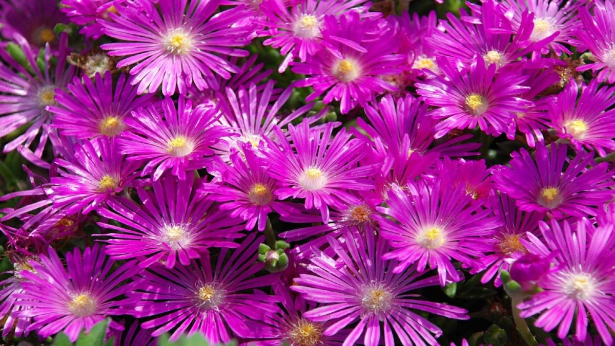 Делосперма Купера (Delosperma cooperi)