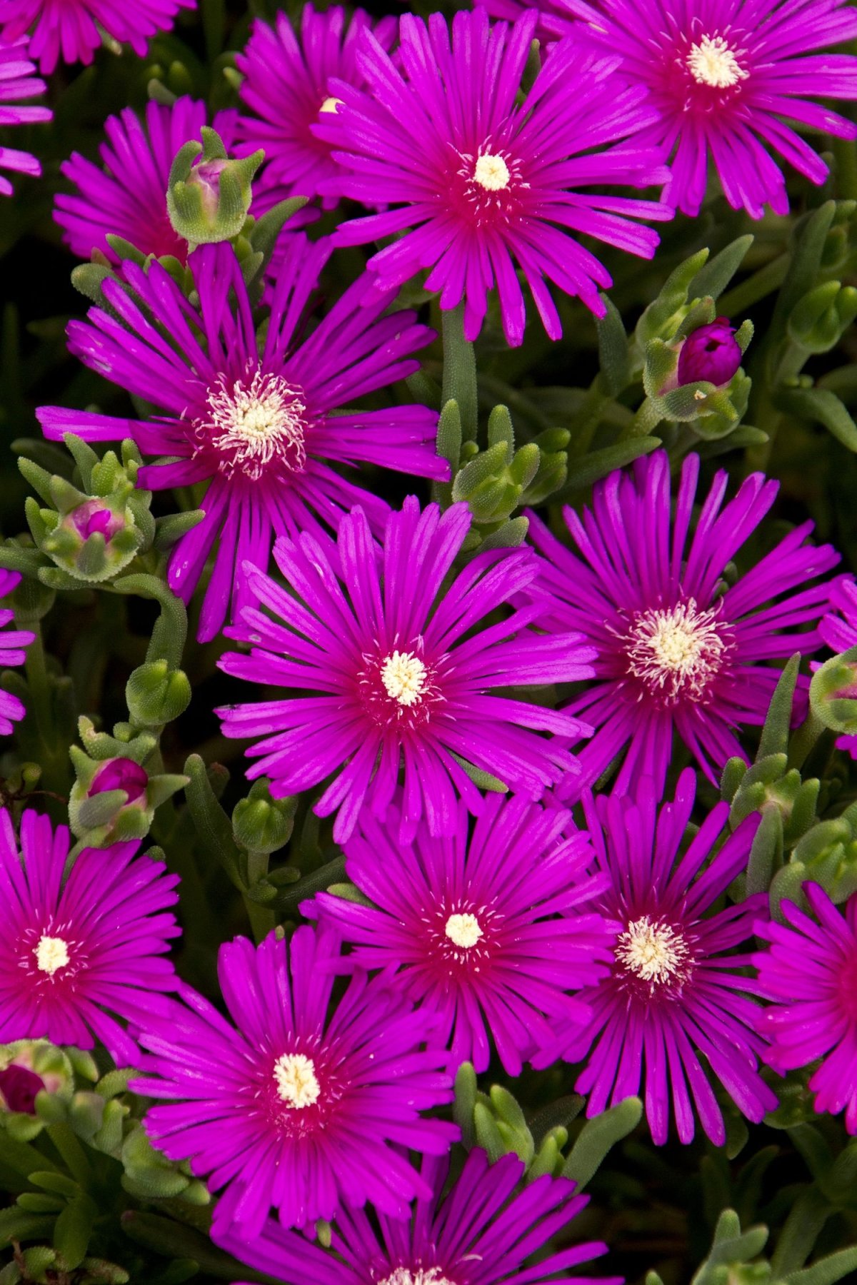 Delosperma cooperi растение