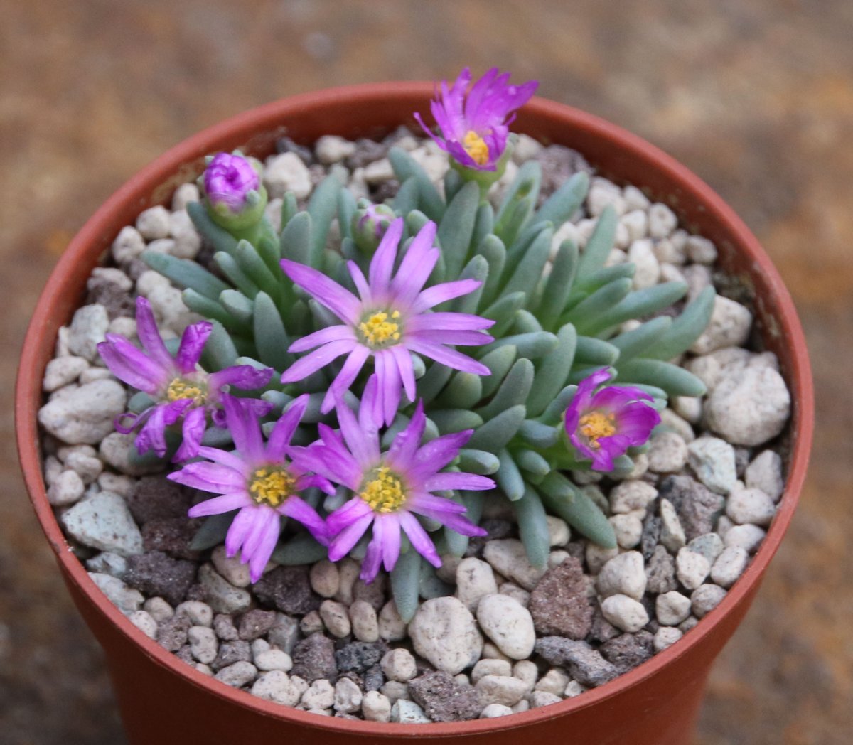 Delosperma cooperi растение
