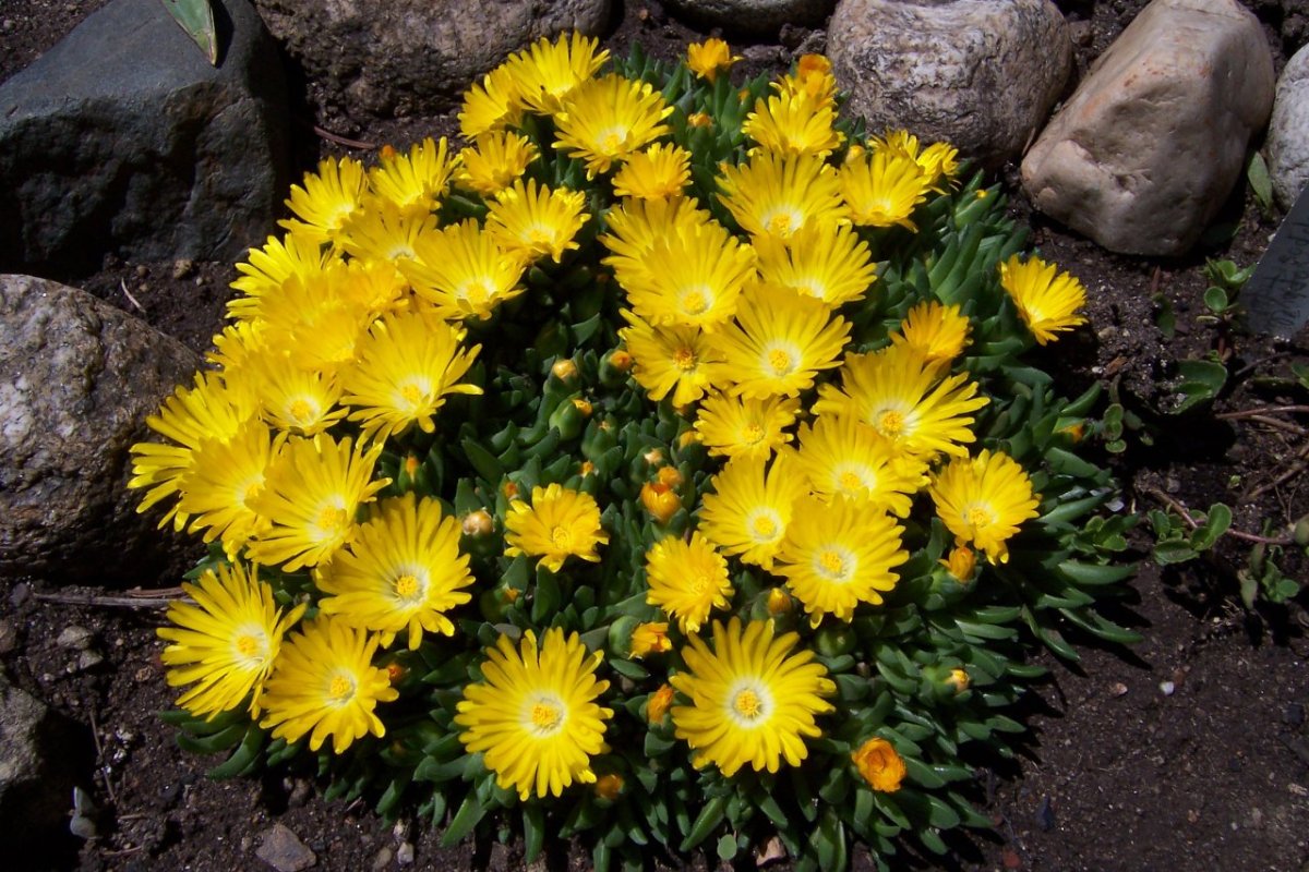 Drosanthemum speciosum