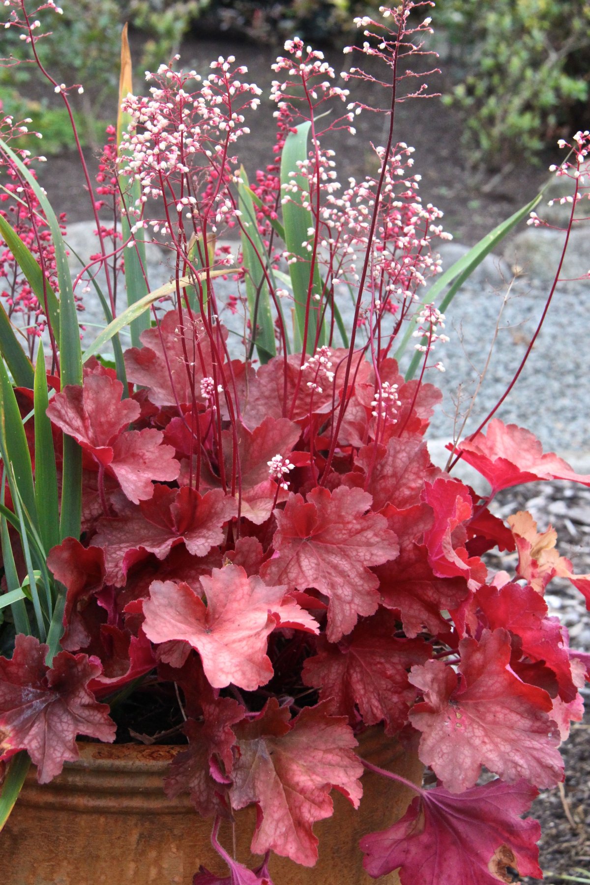 Гейхера Рио (Heuchera Rio)
