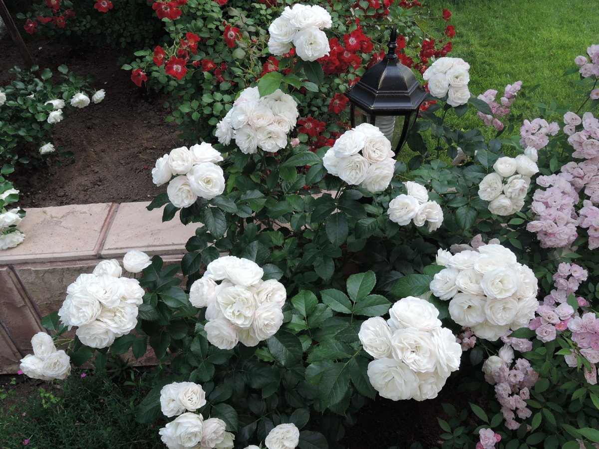 Роза флорибунда Home Garden