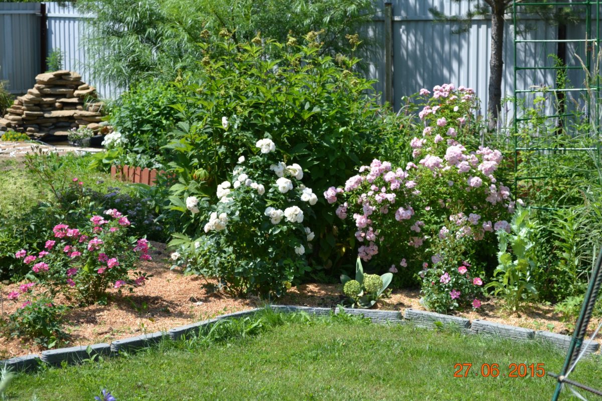 Guirlande Rose роза мускусная