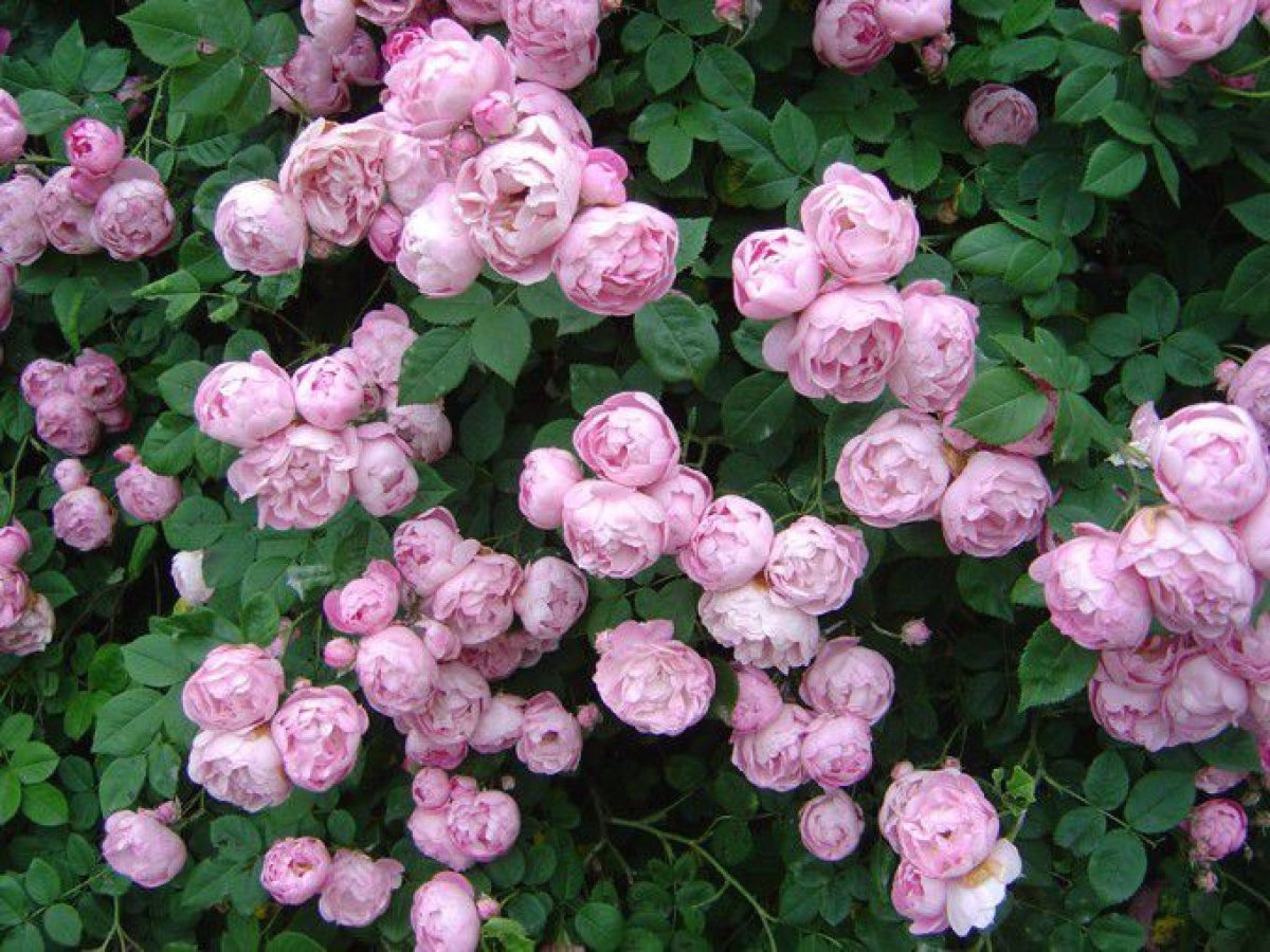 Роза аспирин Роуз (Aspirin Rose)