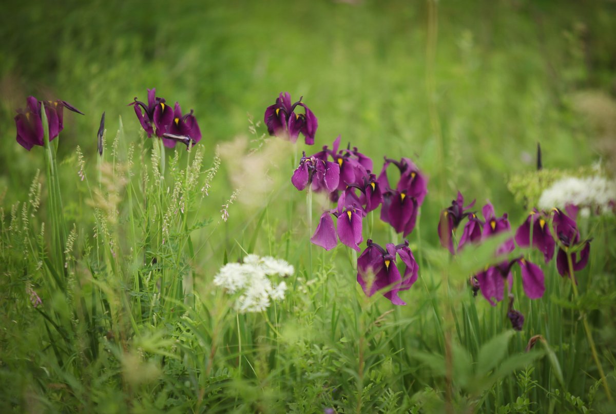 Florals III Jane Loudon