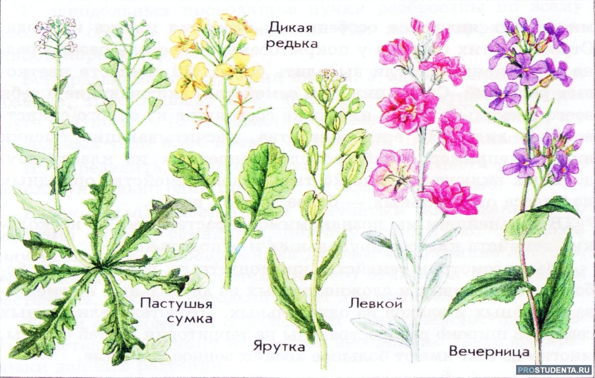 Дикорастущие растения рисунок карандашом