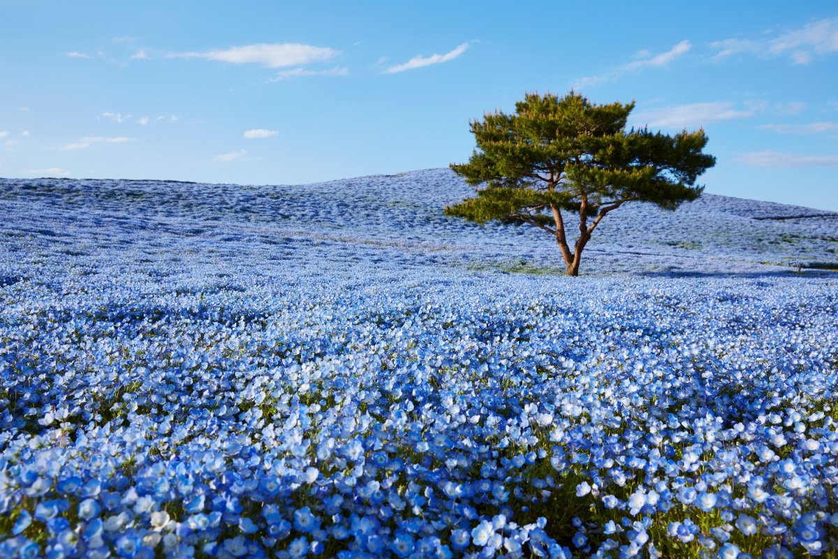 Немофила бейби блу айз фото