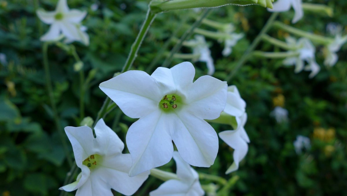Табак душистый (Nicotiana alata)