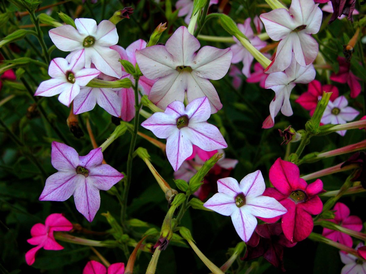 Табак душистый (Nicotiana alata)