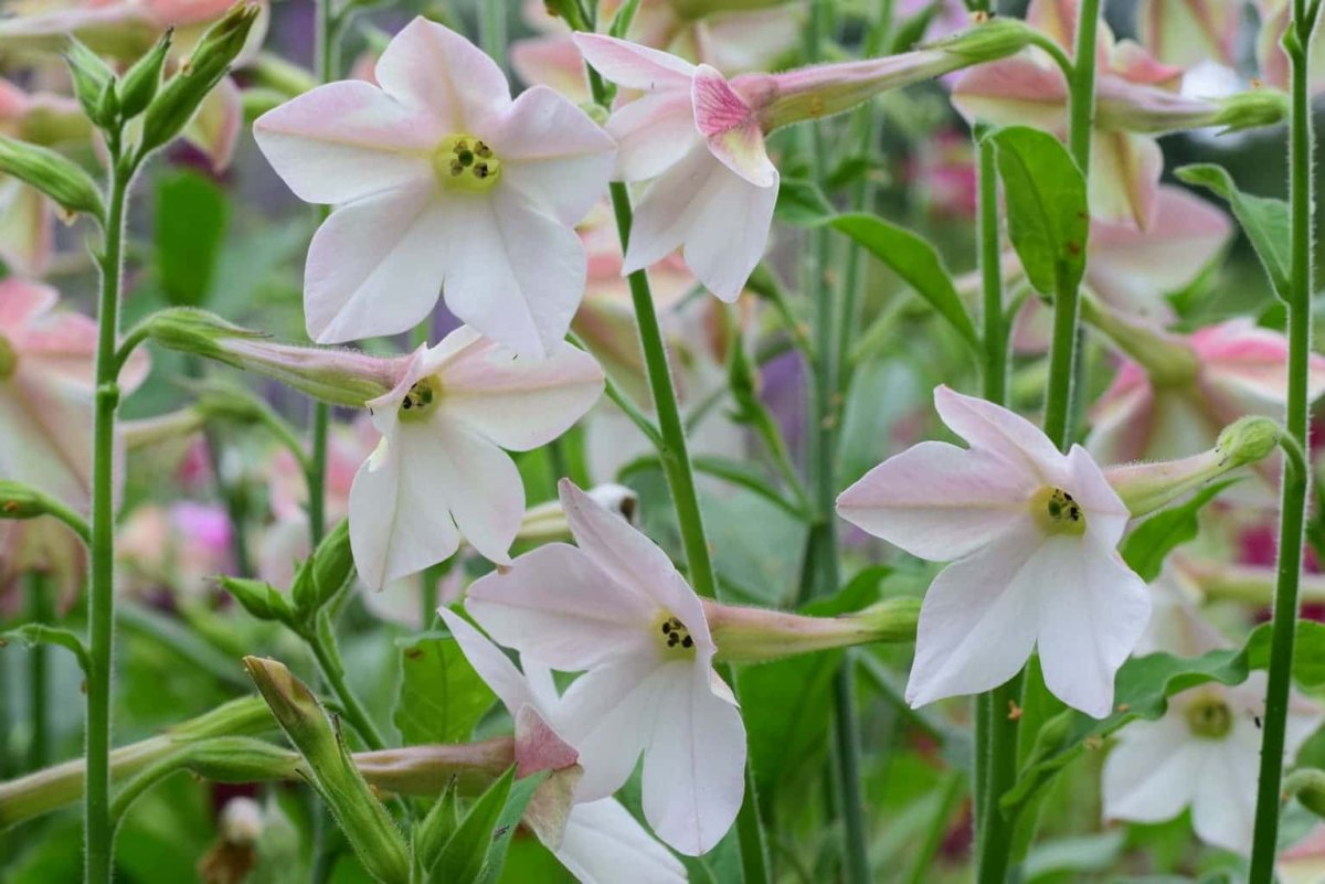 Табак Лесной (Nicotiana Sylvestris)