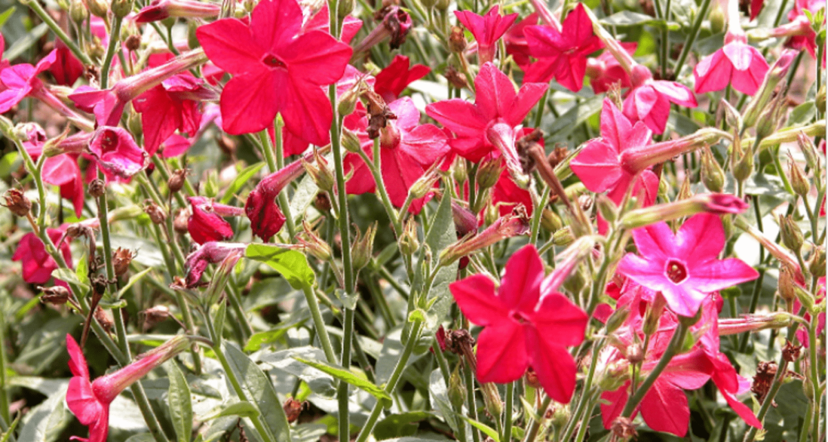 Nicotiana sanderae