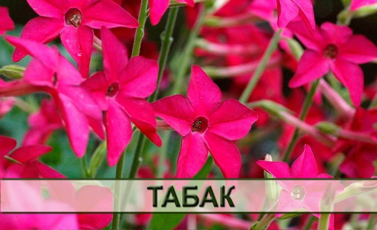 Табак крылатый рассада