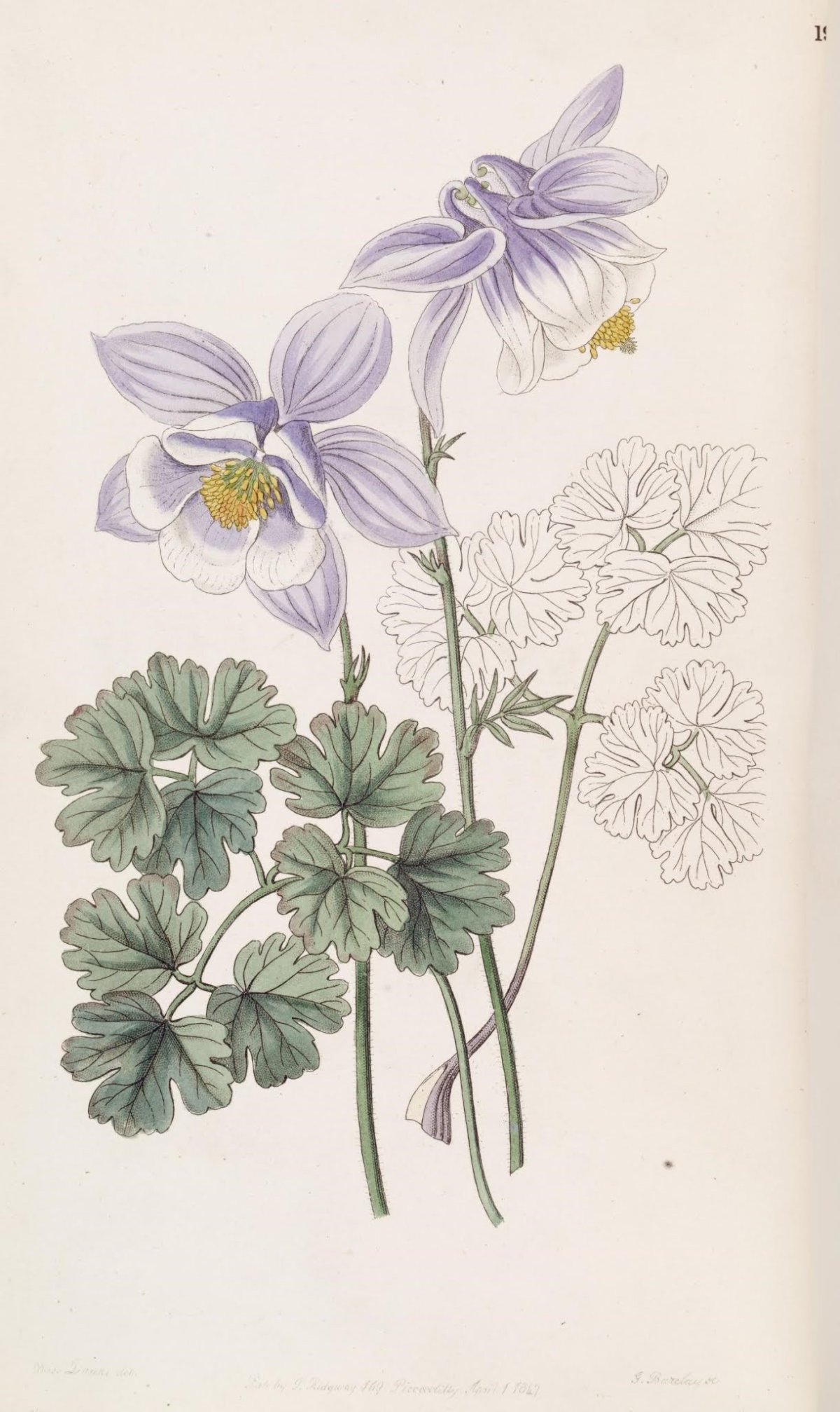 Аквилегия Botanical