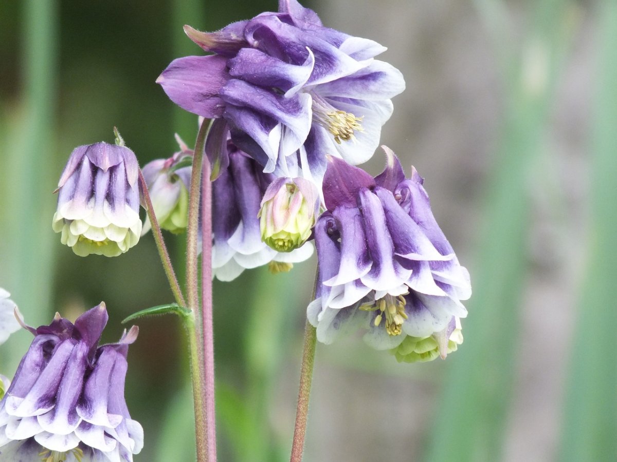 Аквилегия Botanical