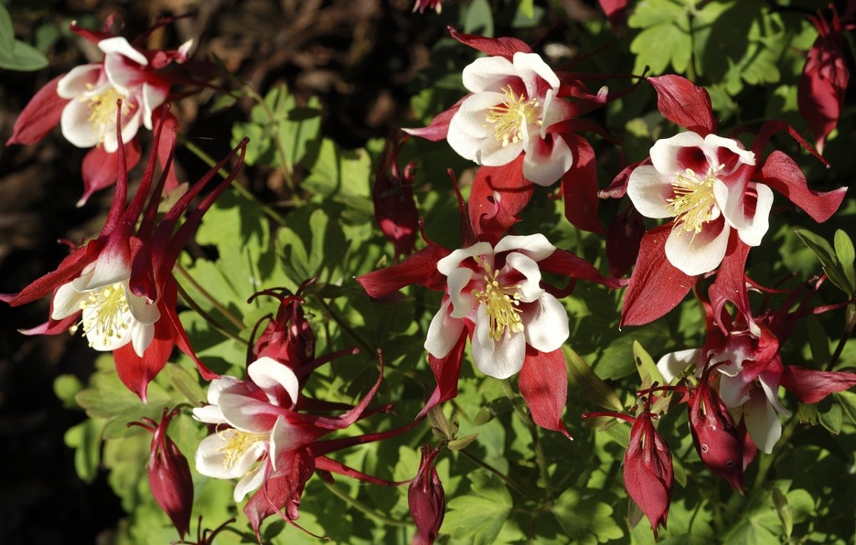 Aquilegia caerulea