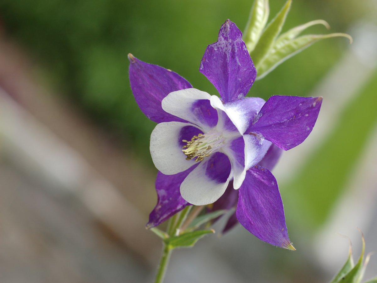 Aquilegia vulgaris Ruby Port