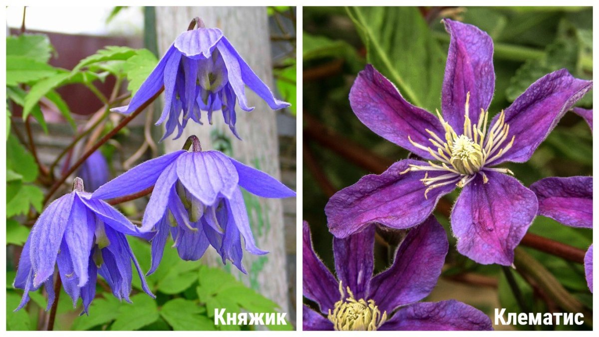 Клематис жиска