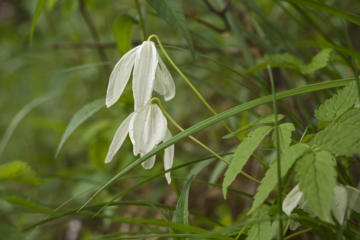 Княжик Сибирский (Atragene sibirica)