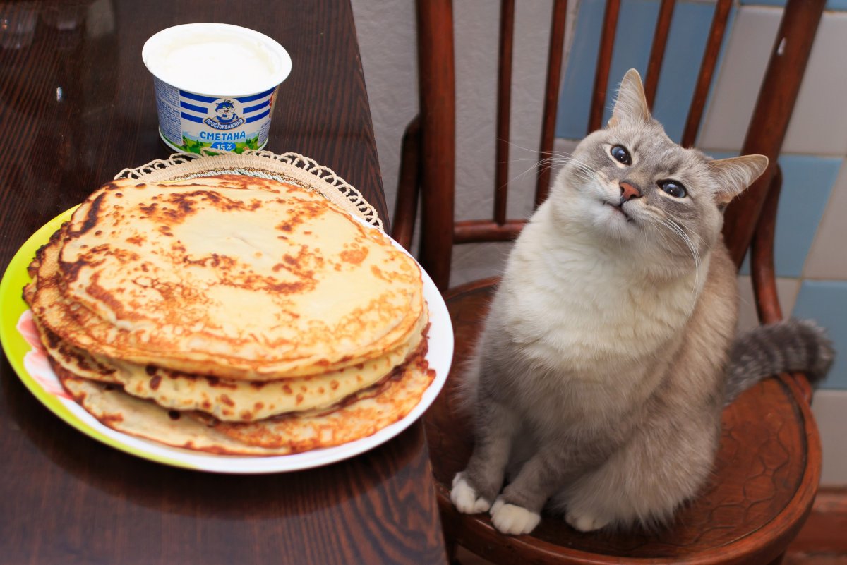 Кошка блин