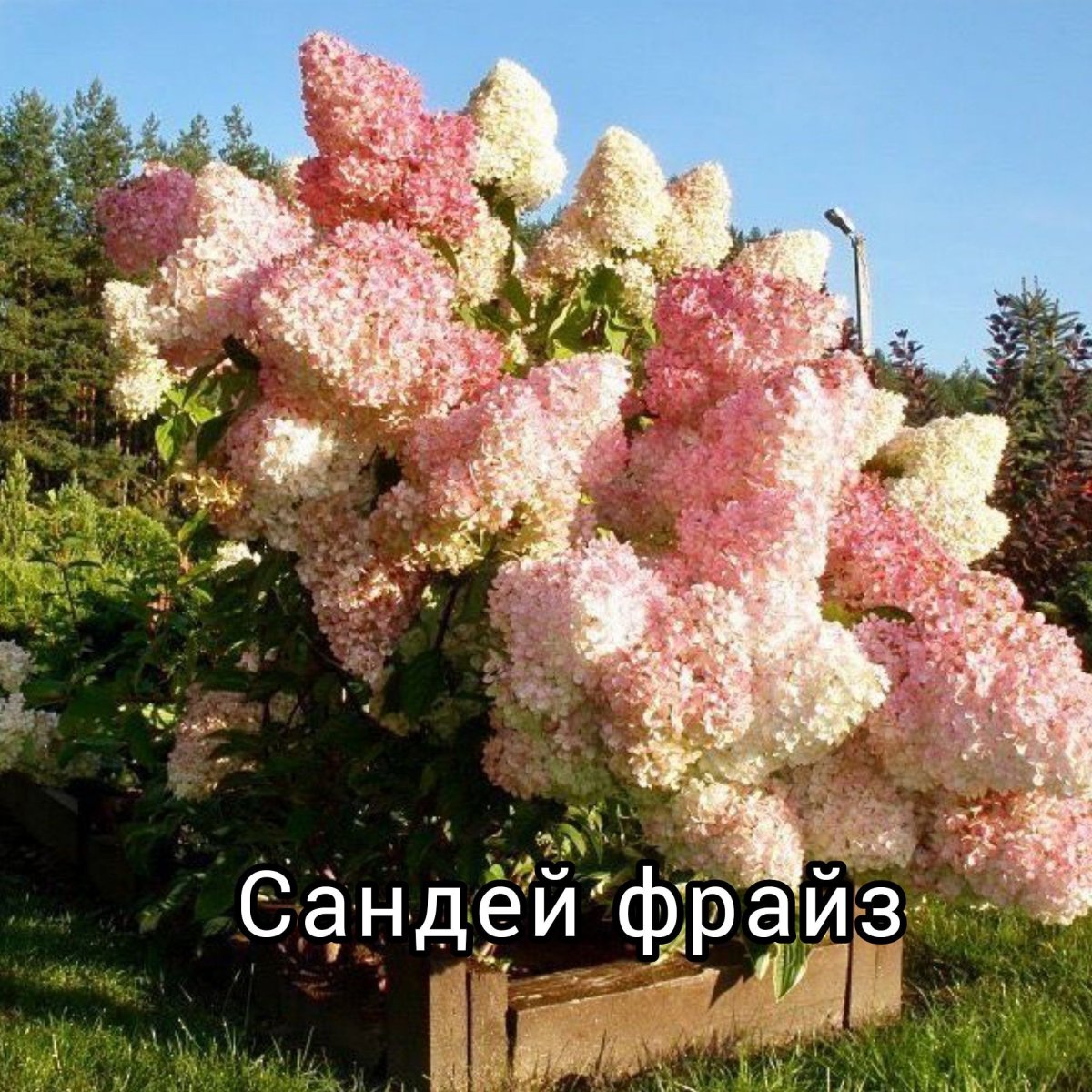 Гортензия метельчатая Sundae Fraise