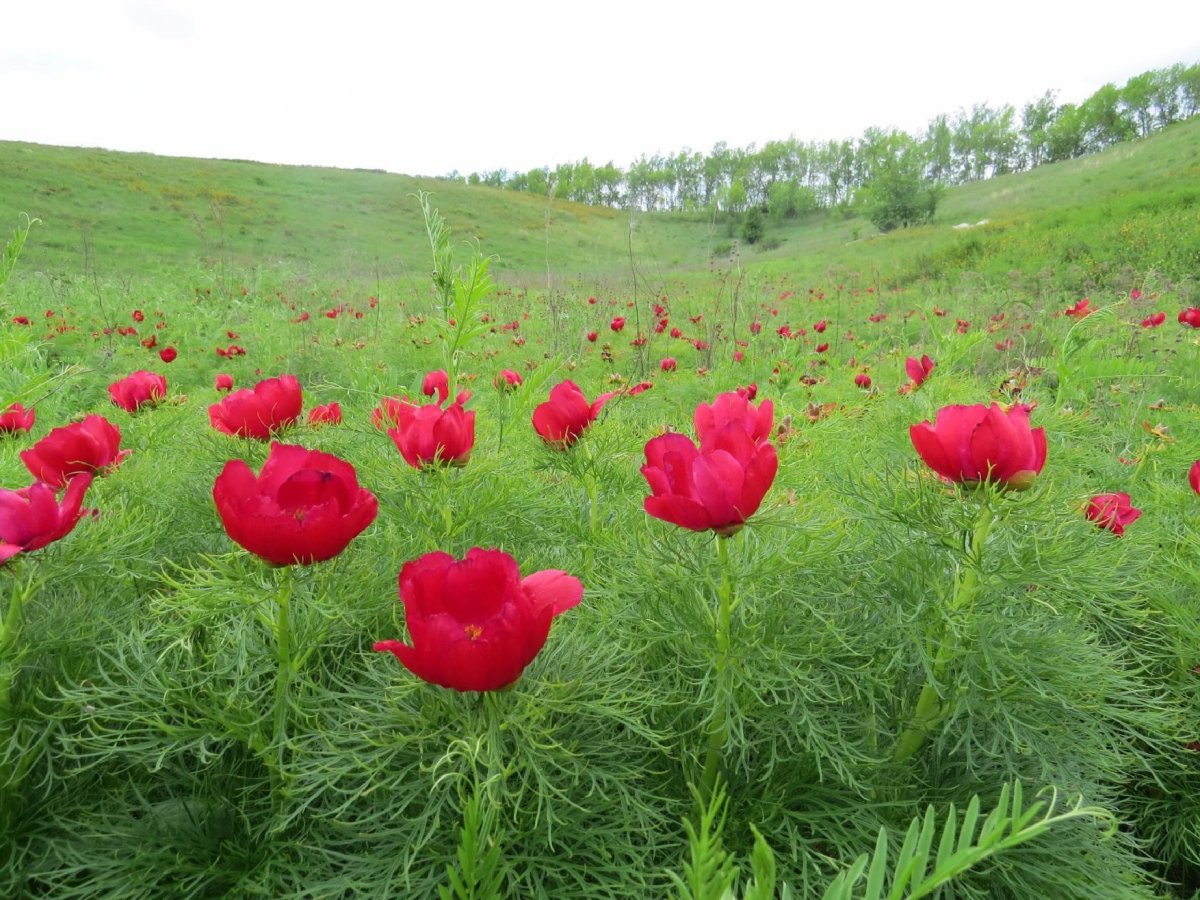 Воронцы Вейделевский район