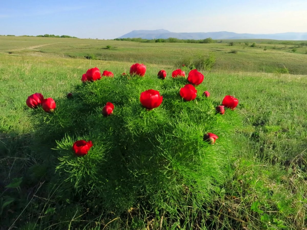 Валуйки природа