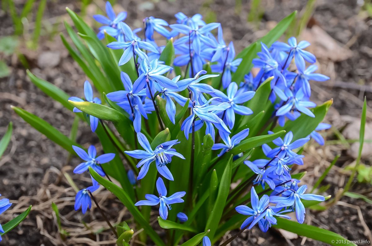 Пролеска Сибирская (Сцилла)