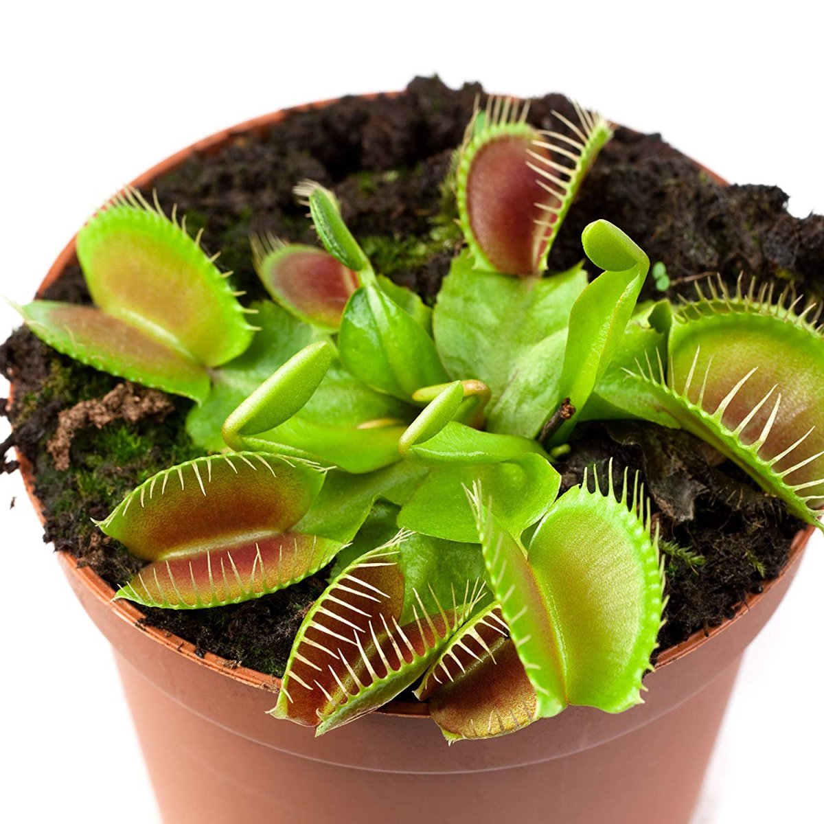 Venus Flytrap Marina обложка