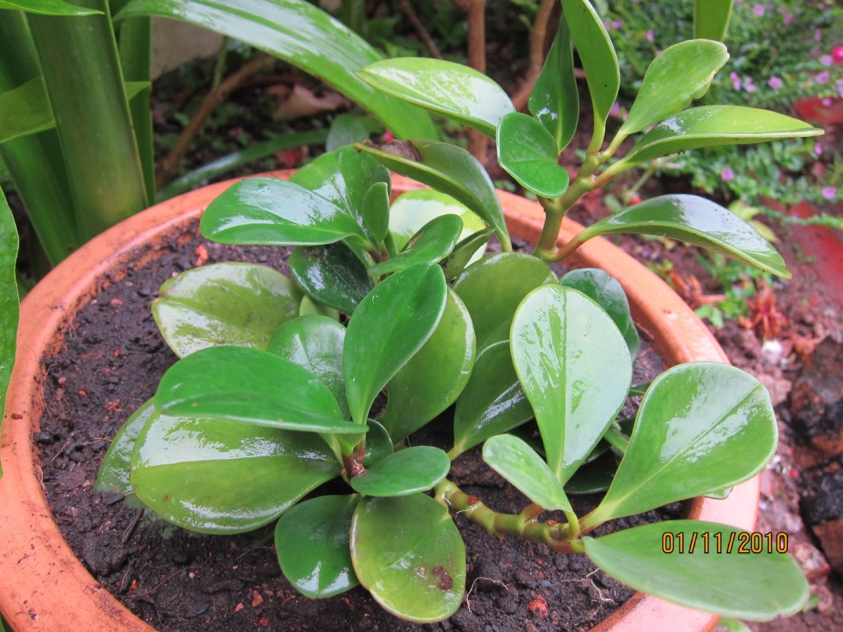 Пеперомия туполистная variegata
