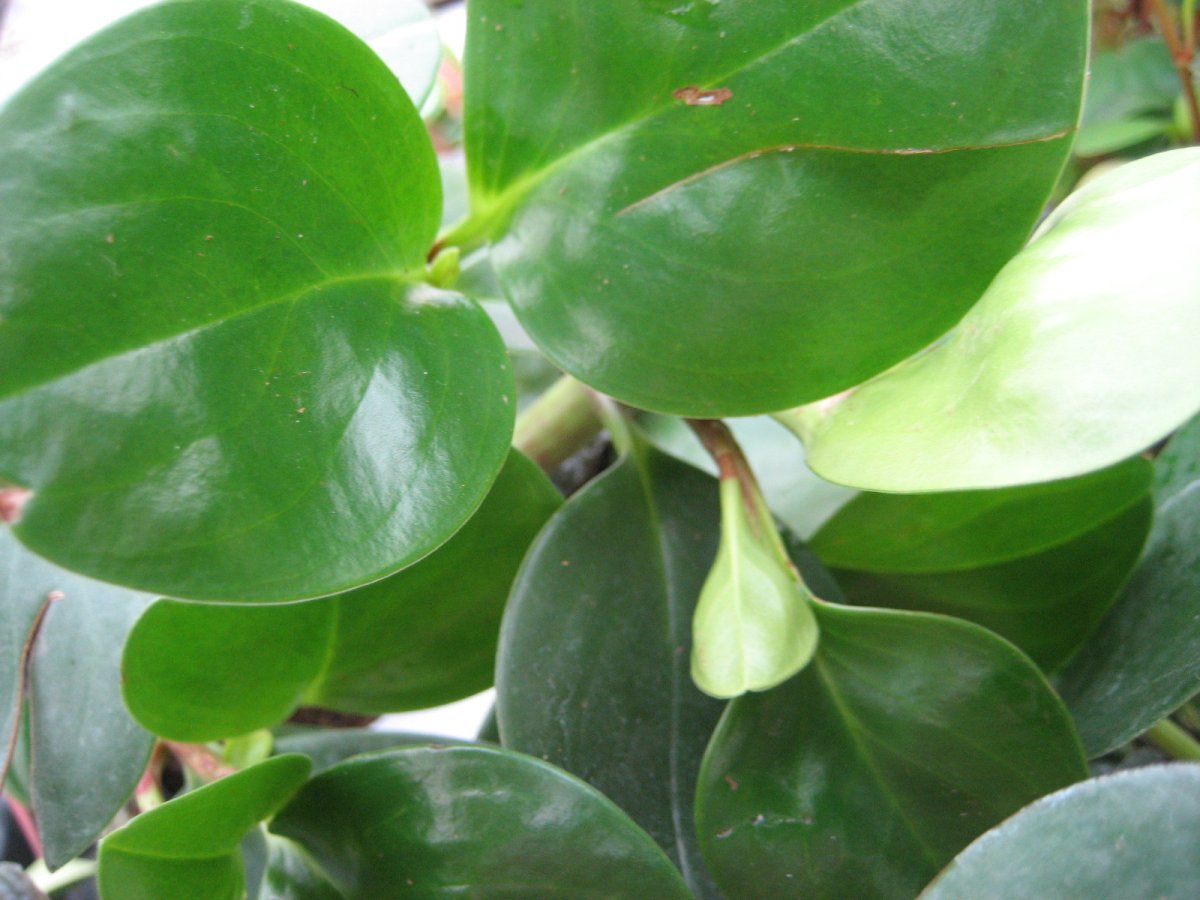 Пеперомия obtusifolia variegata