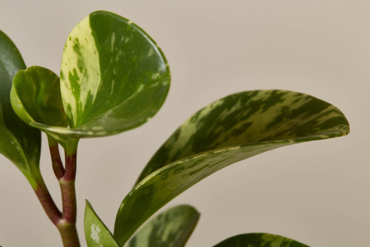 Пеперомия многокистевая Peperomia polybotrya
