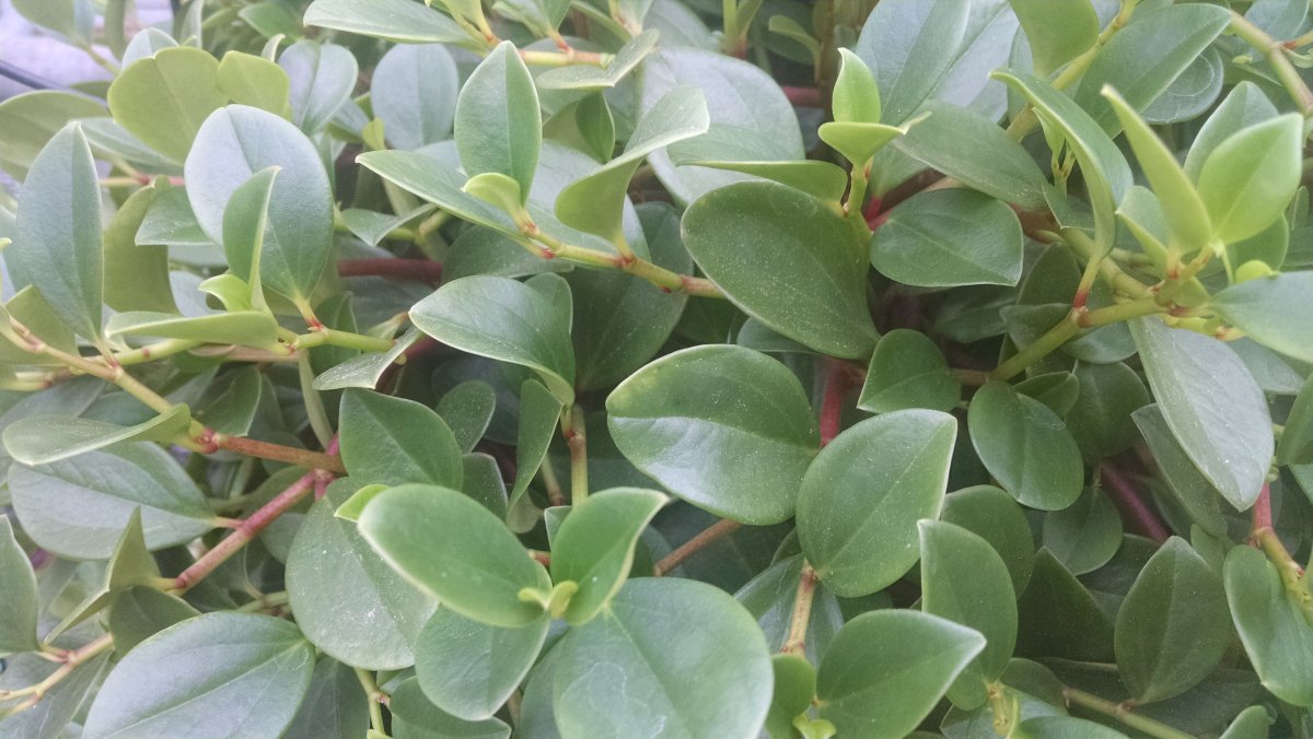 Пеперомия obtusifolia