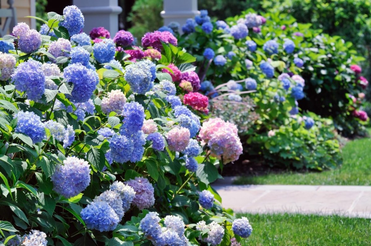 Гортензия Hydrangea