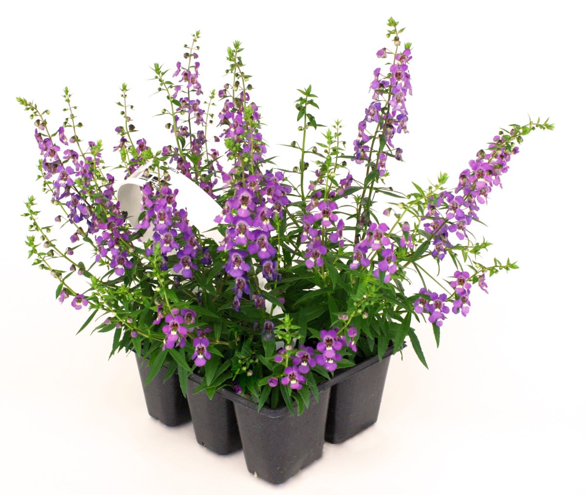 Angelonia Serena Rose