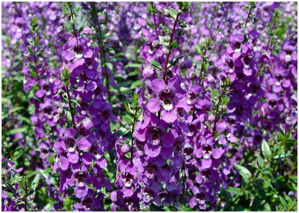 Ангелония St (размер: 10.5; высота: 20; сорт: Purple