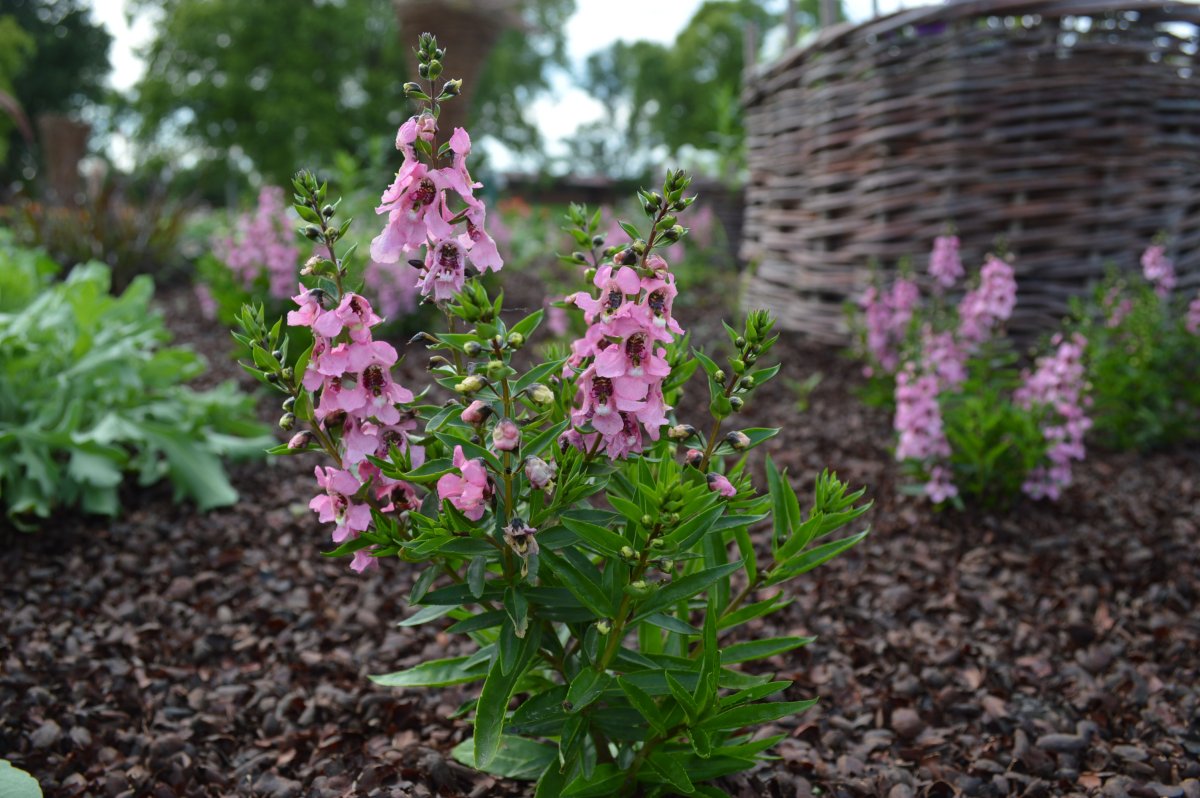 Цветок Angelonia angustifolia