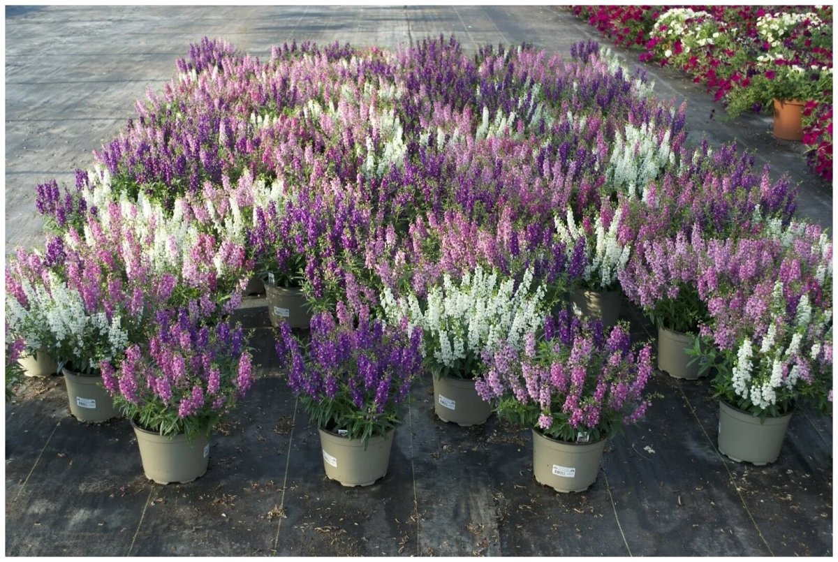 Ангелония Серена Purple