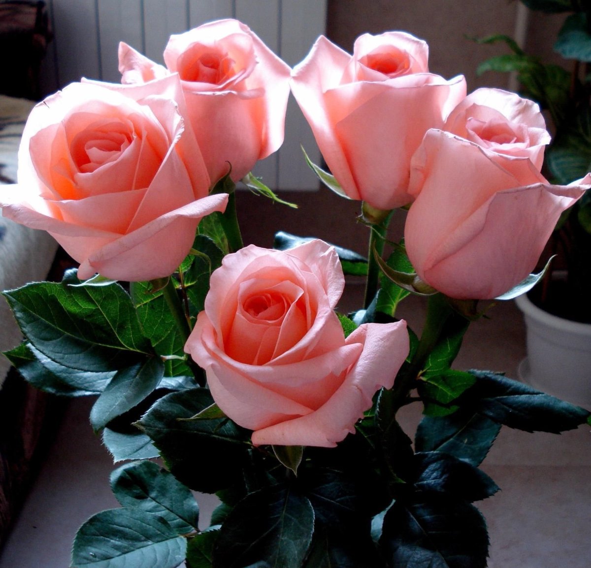 Красивой девушке красивые цветы розы