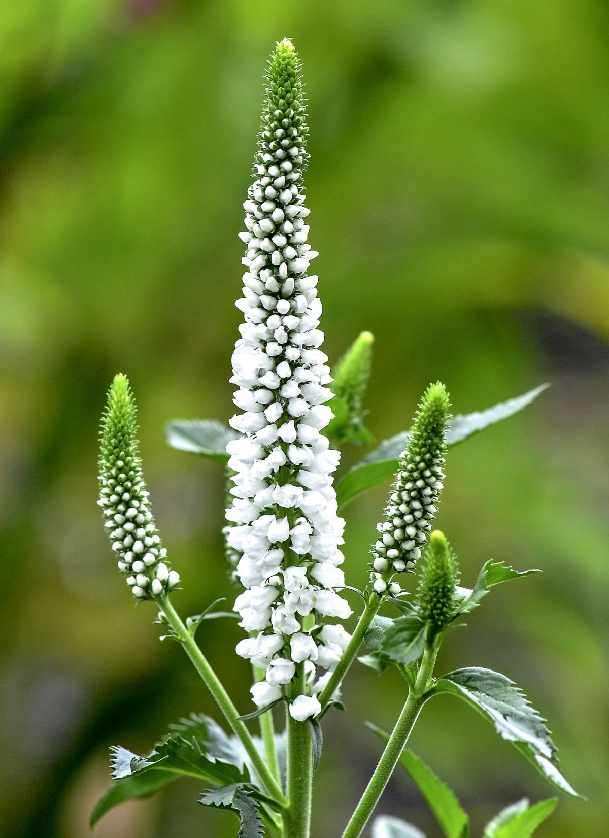 Veronica longifolia Speedwell растение