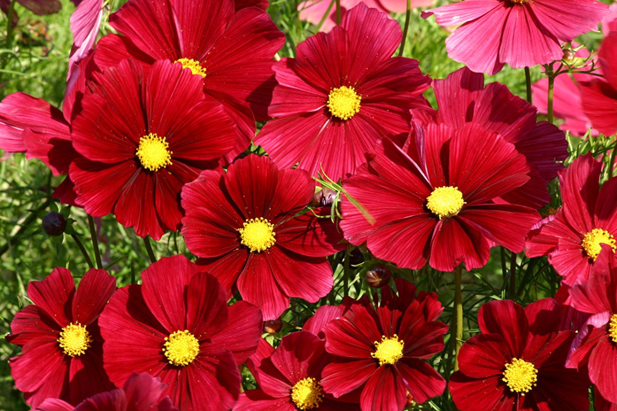 Космея Sensation Red