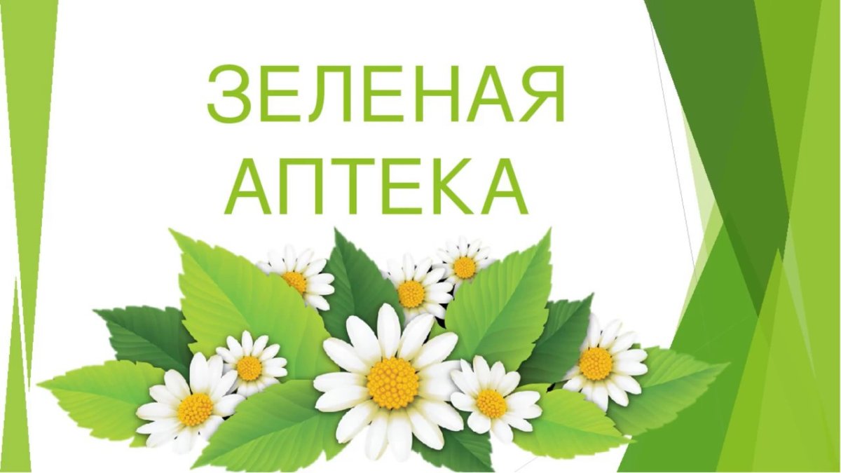 Зверобой растение