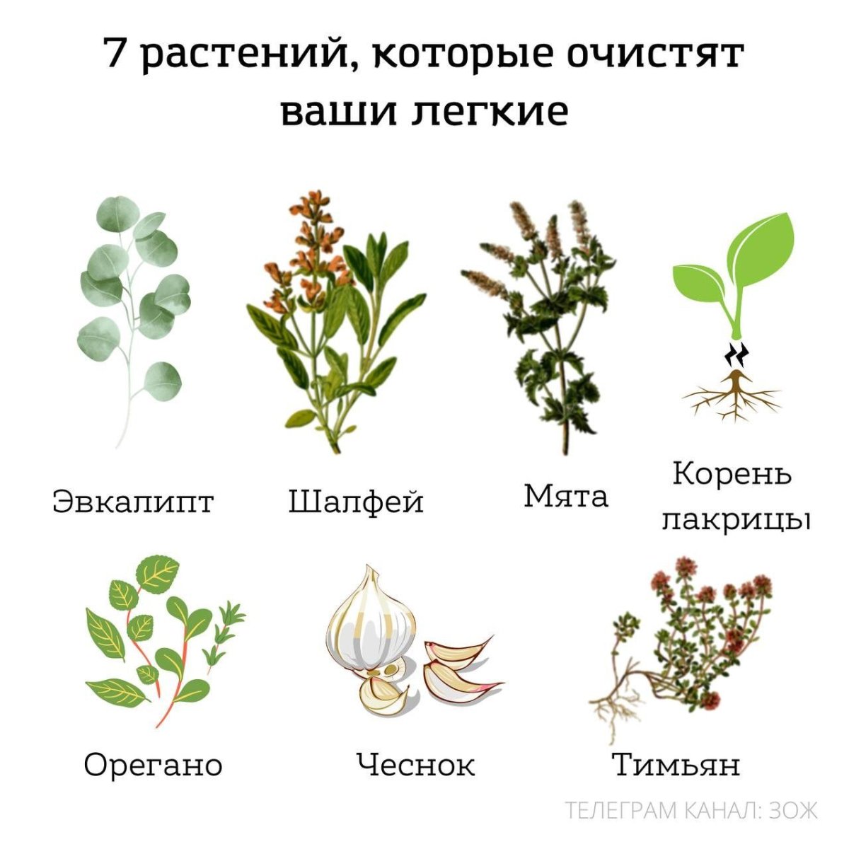 Целебные травы