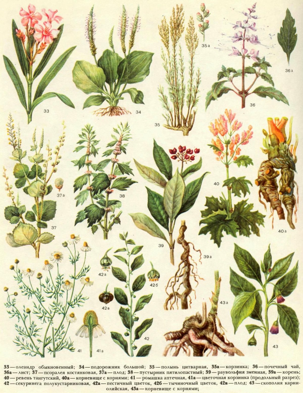 Пижма обыкновенная (Tanacetum vulgare)