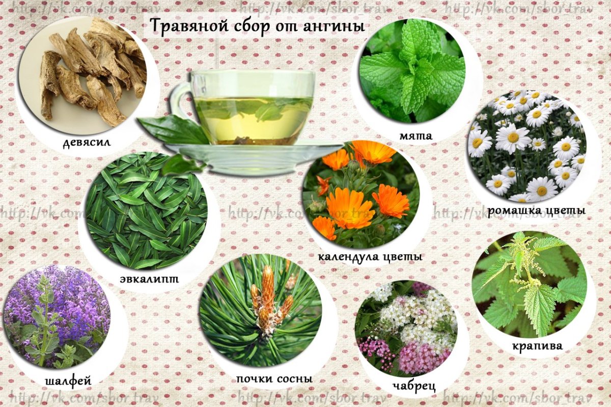 Лекарственные растения чистотел