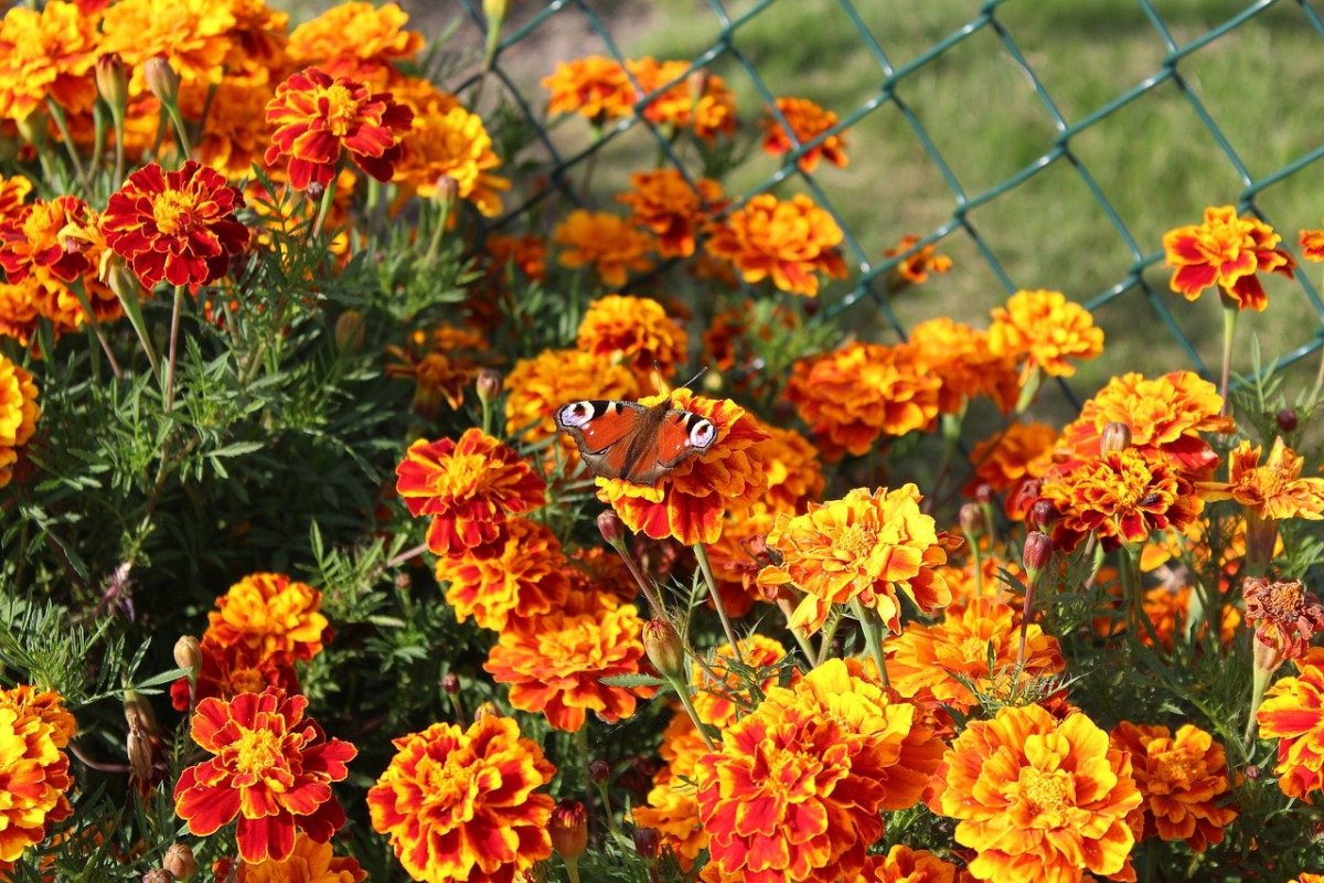 Примула Tagetes Orange