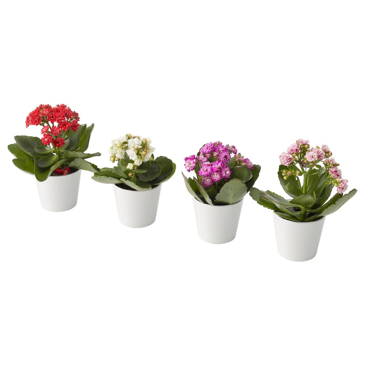 Kalanchoe цветок ikea