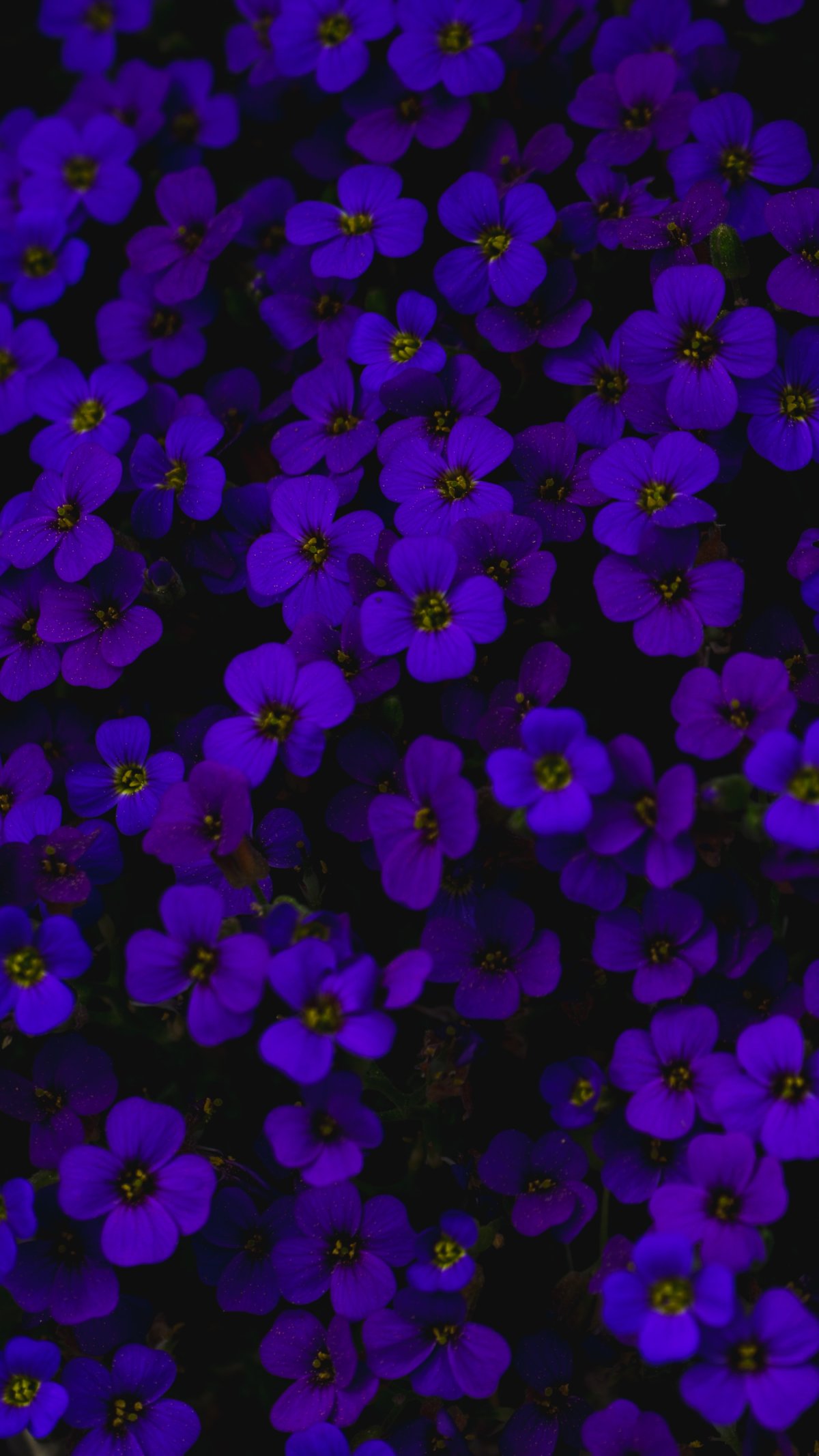 Маленькие цветы фиолетовые