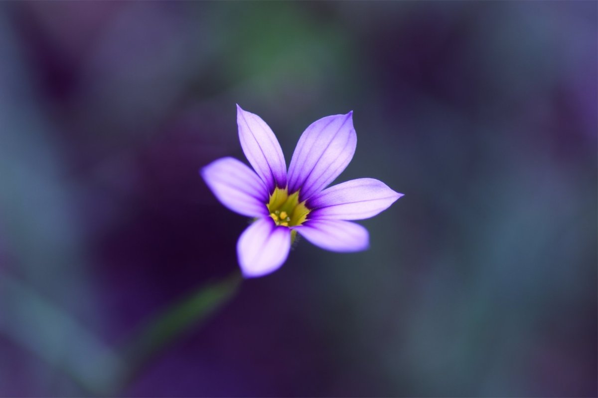Колокольчик Кампана Lilac