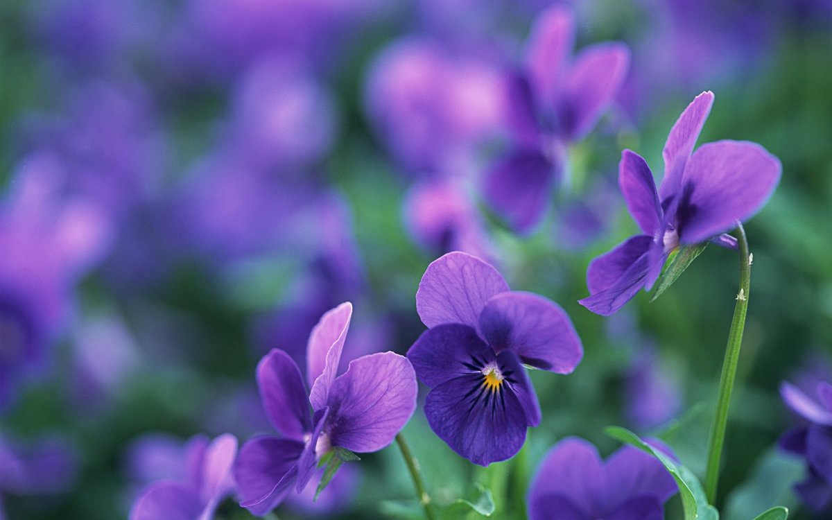Маттиола Purple